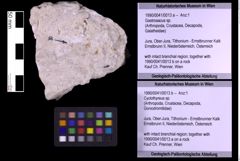 Foto (Objekt + Etiketten) von Gastrosacus sp. (NHMW-GEO-1990-0041-0013a)